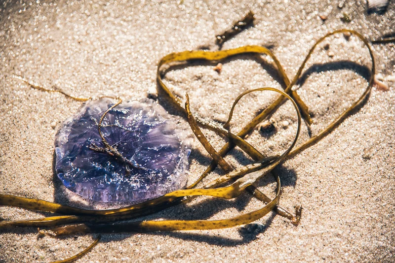 A purple jellyfish washed up on a sandy beach surrounded by seaweed.