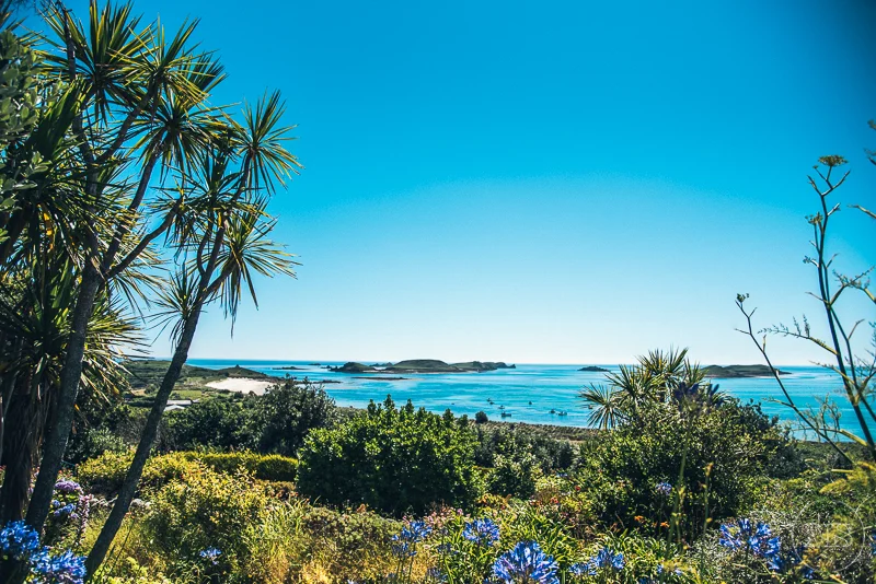 Tropical coastal scene with lush green vegetation, palm trees, and a calm ocean in the background on a clear, sunny day.