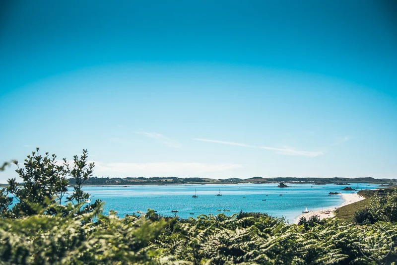 A scenic coastal view with blue sky, calm ocean water, a sandy beach, and lush green bushes in the foreground - Isles of Scilly Professional Photographer - Mark Shaw Photography 