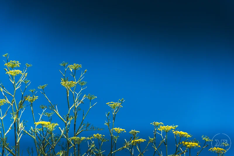 Yellow wildflowers against a clear blue sky.