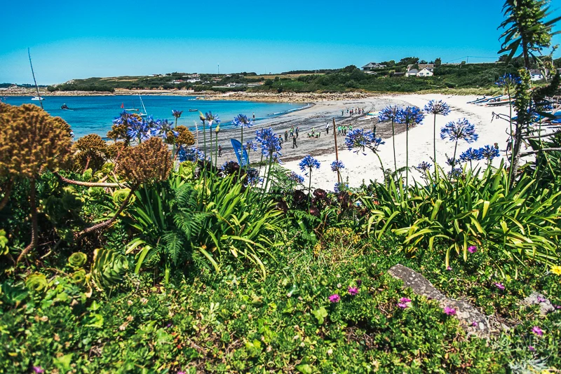 A beach with white sand, blue water, and people enjoying the sunny day, viewed through lush green and purple flowering plants in the foreground under a clear blue sky.