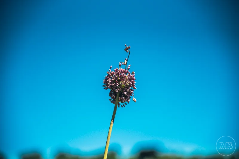 Isles of scilly photography