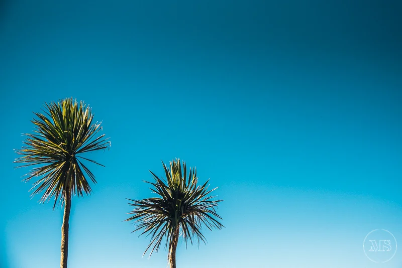 Two palm trees against a clear blue sky.