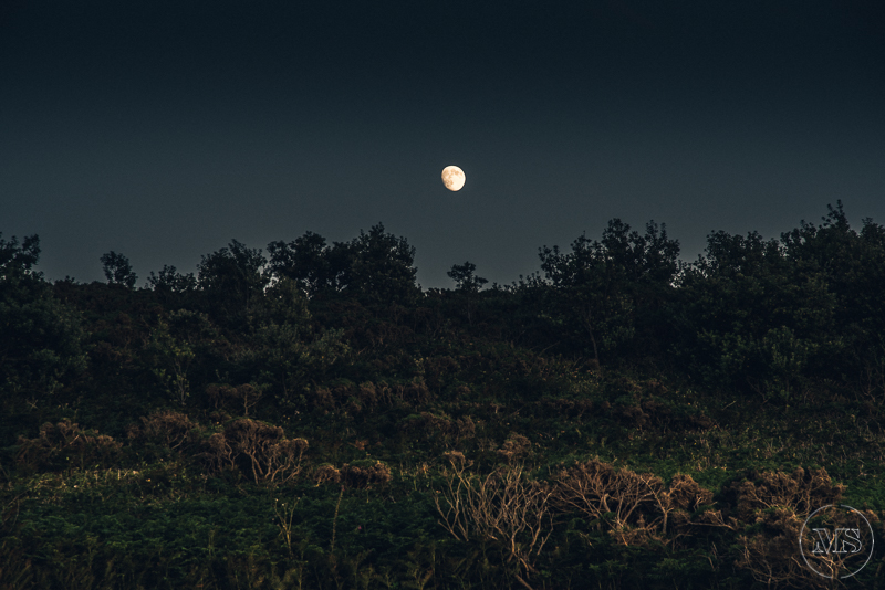 Nighttime scene with a full moon above a hillside covered in trees.