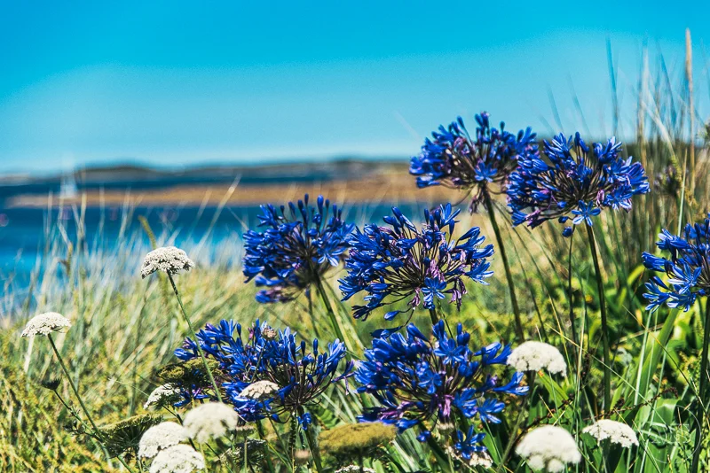 Isles of scilly photography. Blue and white wildflowers growing in a grassy field near a body of water under a clear blue sky.