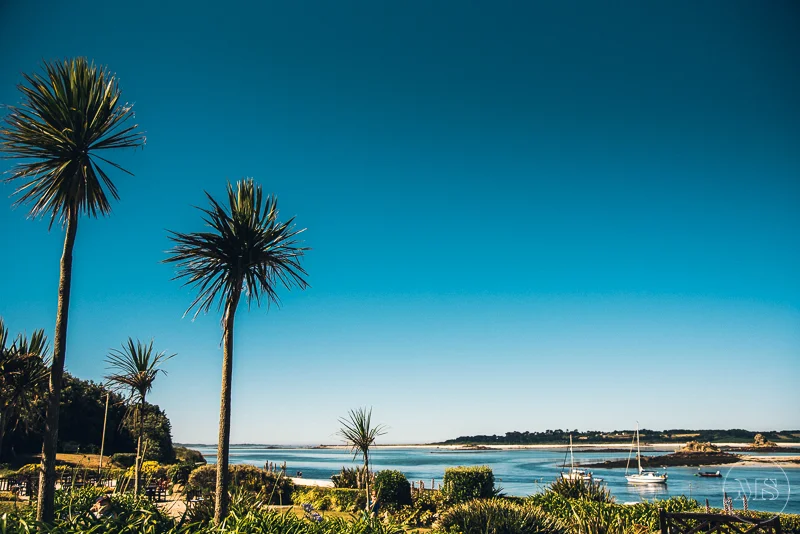 Tropical coastal scene with tall palm trees, a calm bay with boats, and a clear blue sky.
