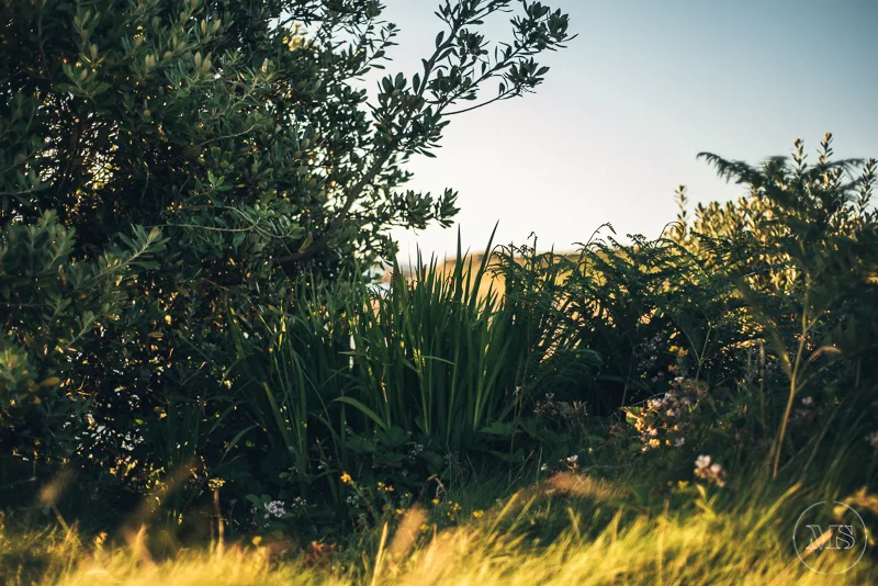 Sunlit wild plants and shrubs in a natural outdoor setting during sunset or sunrise.