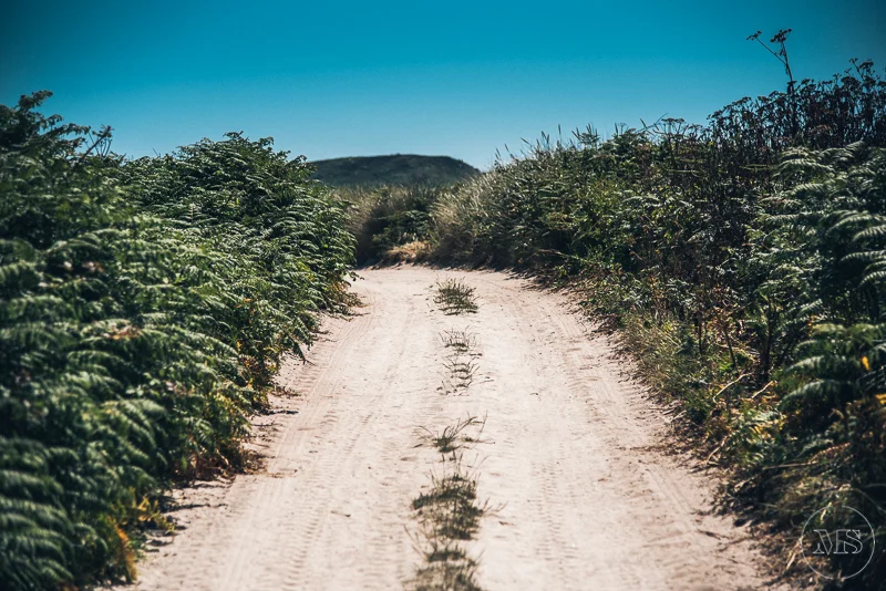 A dirt road bordered by dense green foliage under a clear blue sky.