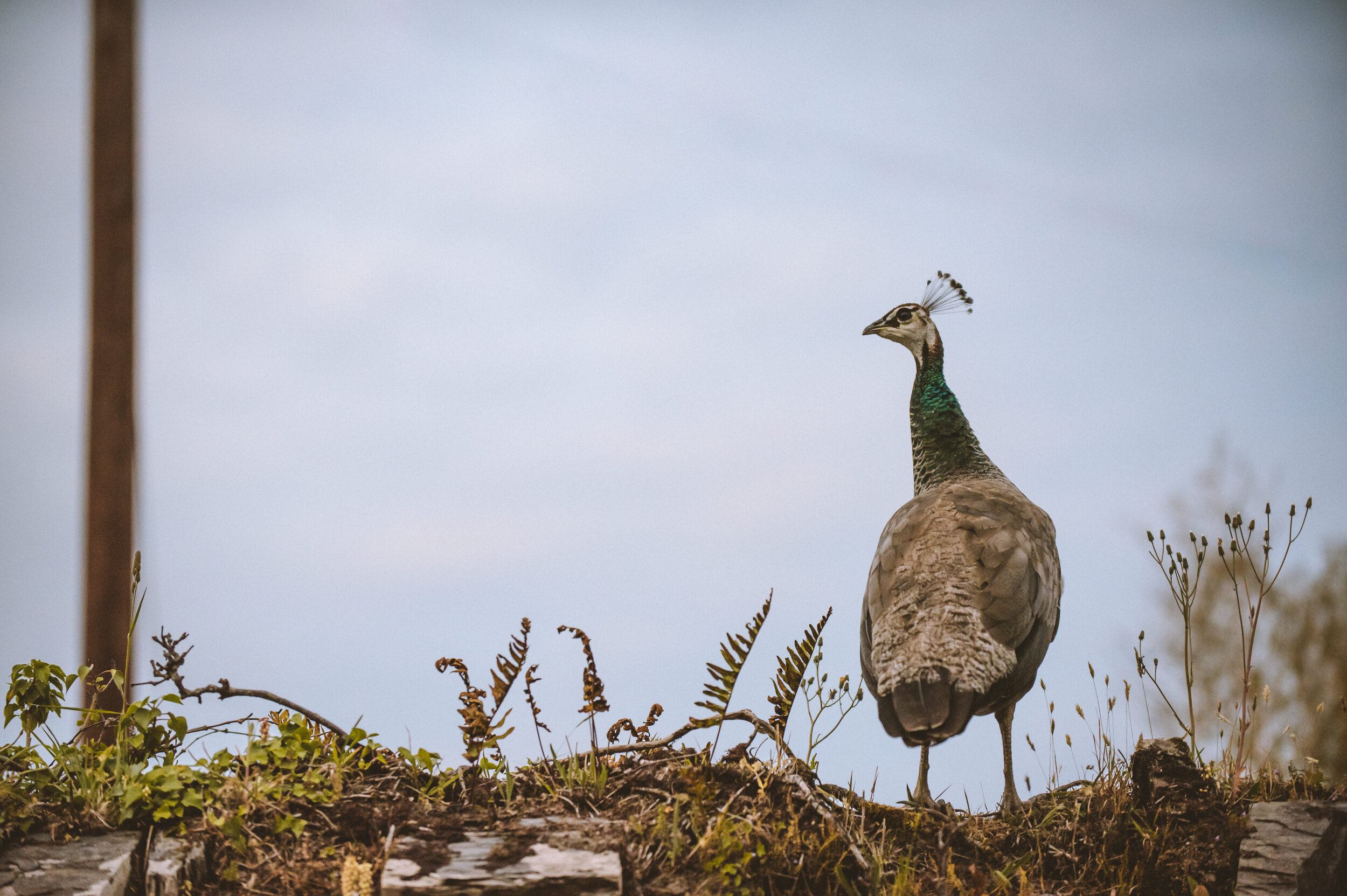 A peacock standing on the ground with a blue, green, and brown feathered body, small crest on its head, and standing amidst grass and small plants.