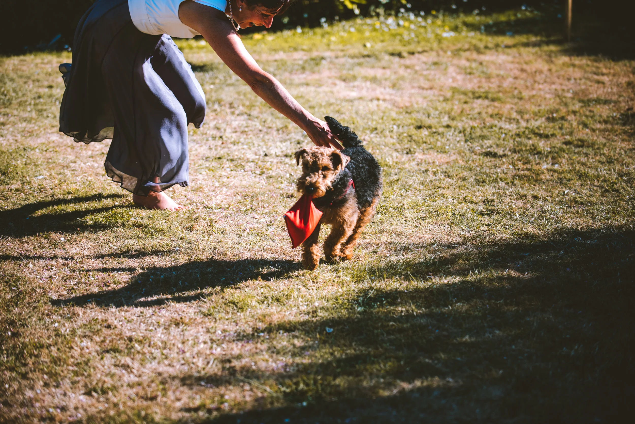 A woman leaning forward and reaching out to a small black and tan dog outside on a grassy field. The dog has a red bandana around its neck and is playing with the woman, who is barefoot and wearing a long gray skirt and a white top. The sunlight crea