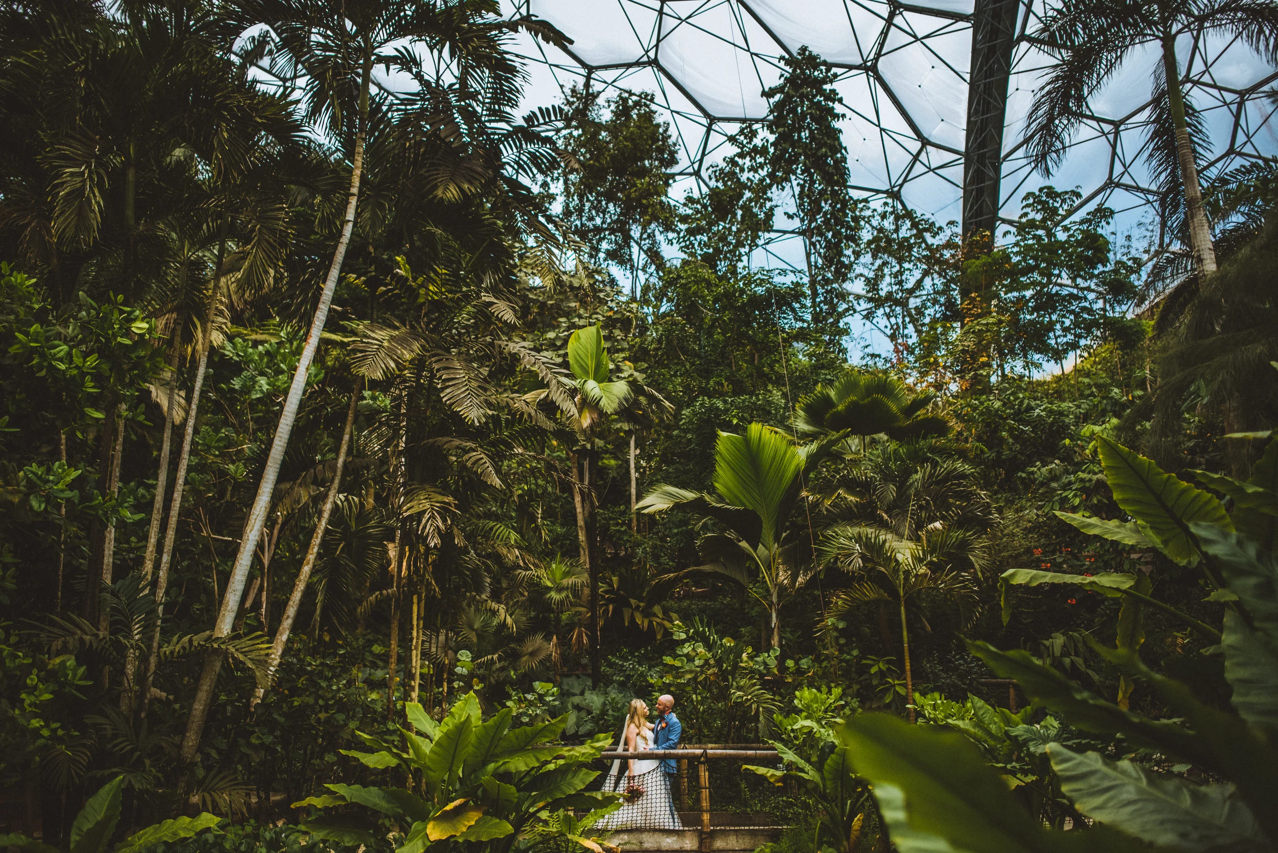 Wedding couple in lush tropical Eden Project in Cornwall surrounded by tall plants, glass dome, captured by award-winning Cornwall wedding photographer, Mark Shaw. 