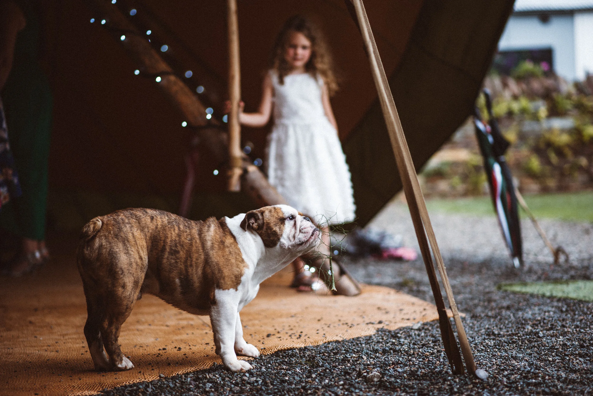 Dog at wedding in Cornwall, captured by Mark Shaw Photography.