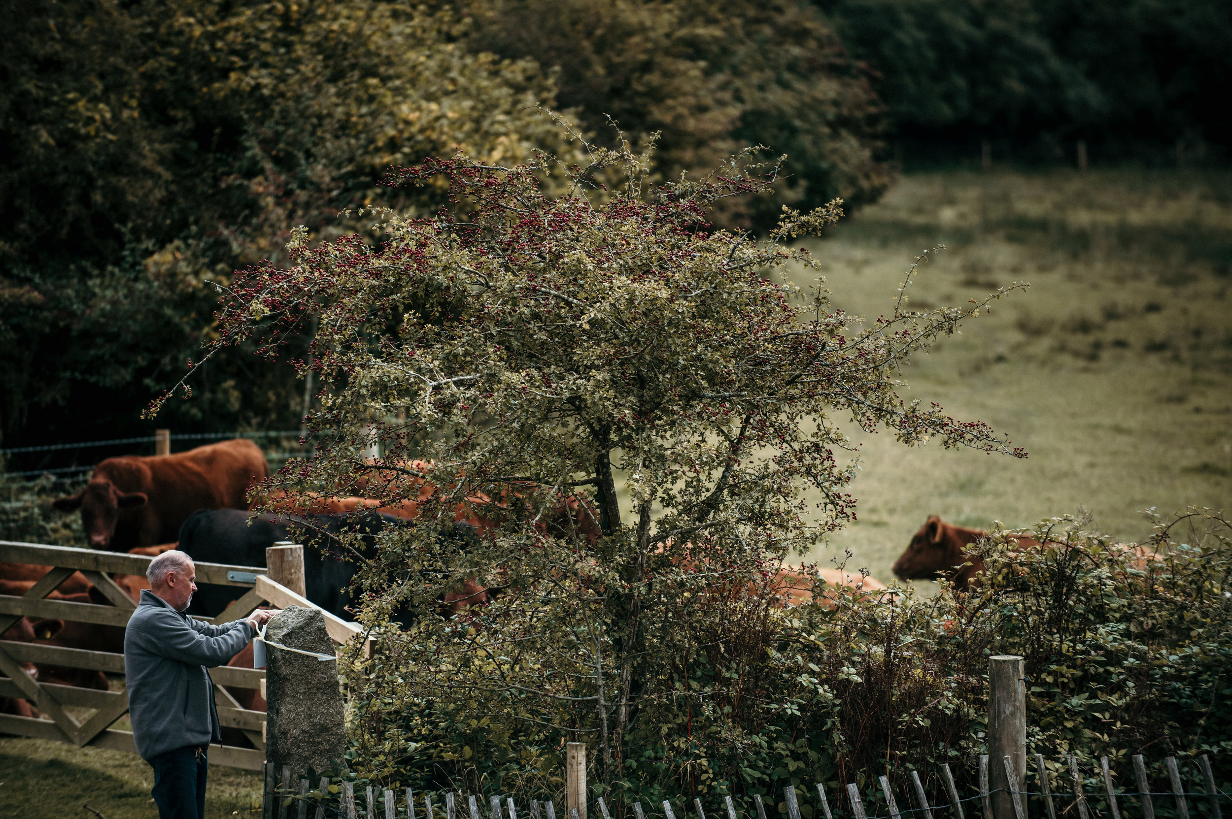 A man standing near a stone water fountain on a farm, with cows grazing in the background behind a wooden fence and trees with autumn foliage.
