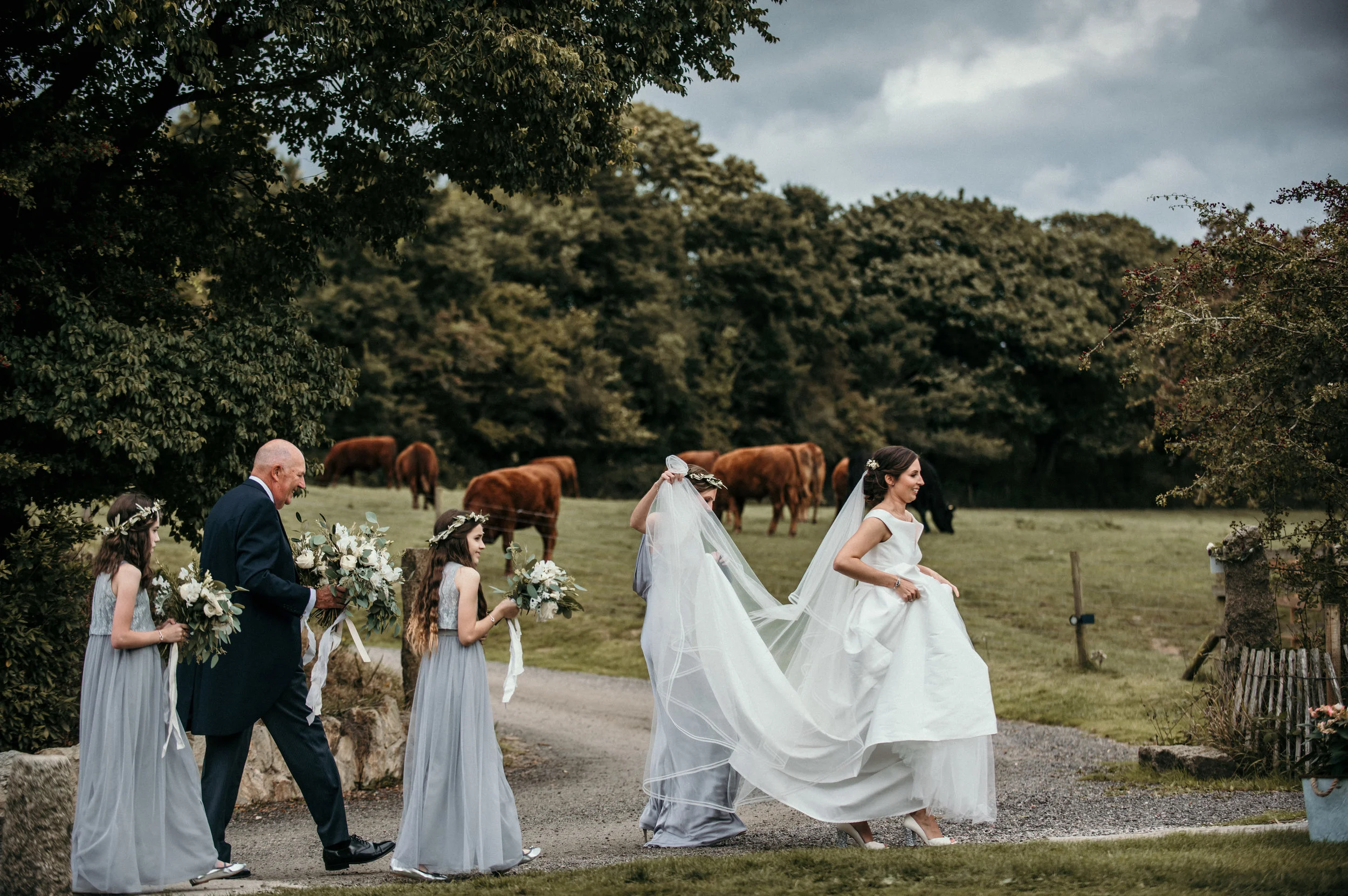 Bride in white wedding dress with veil walking on a country path with her bridal party, including flower girls and an elderly man, carrying bouquets, next to grazing cows under trees.