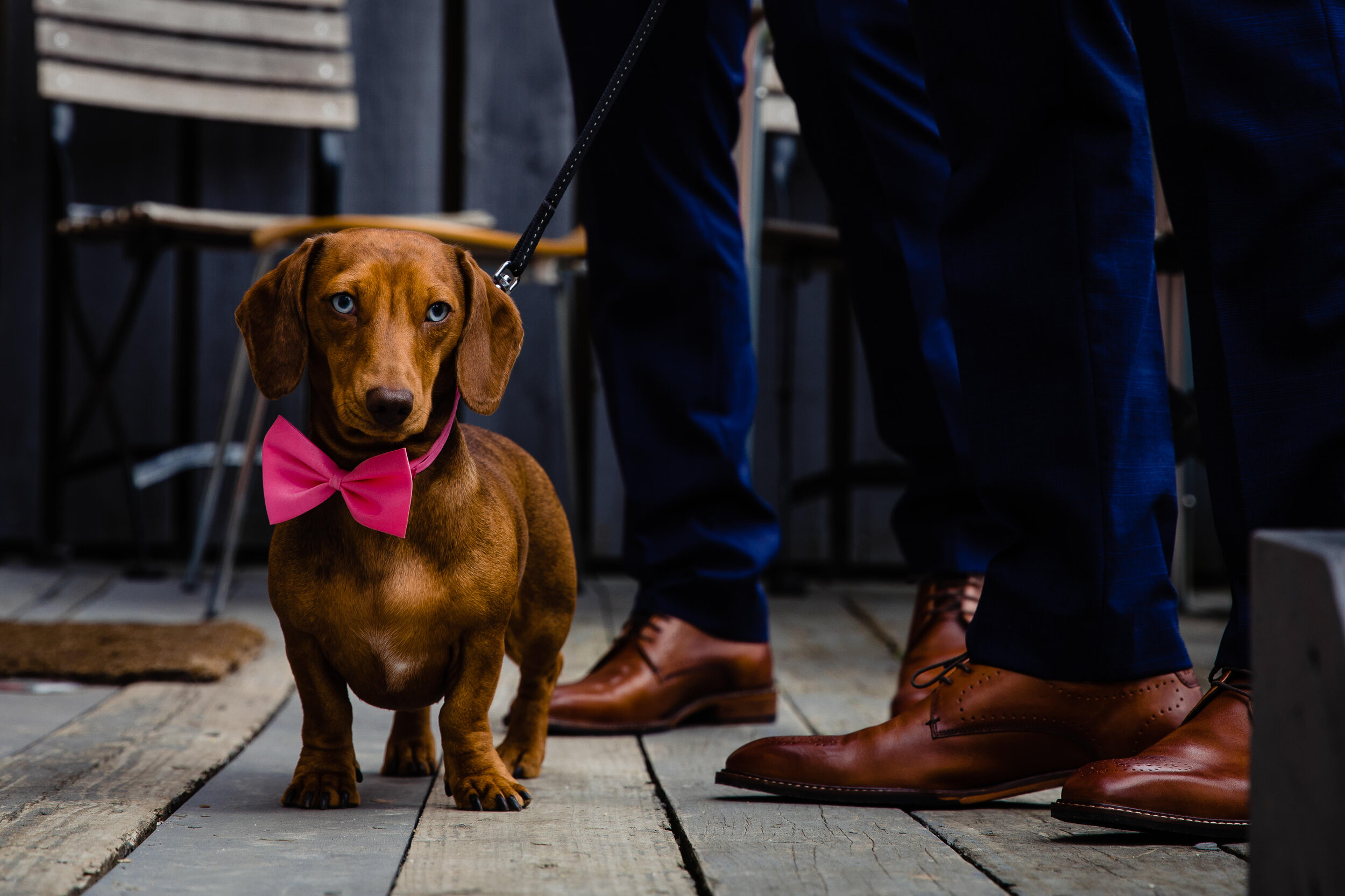 A brown dachshund wearing a pink bow tie standing on a wooden floor with two people's legs visible in the background.