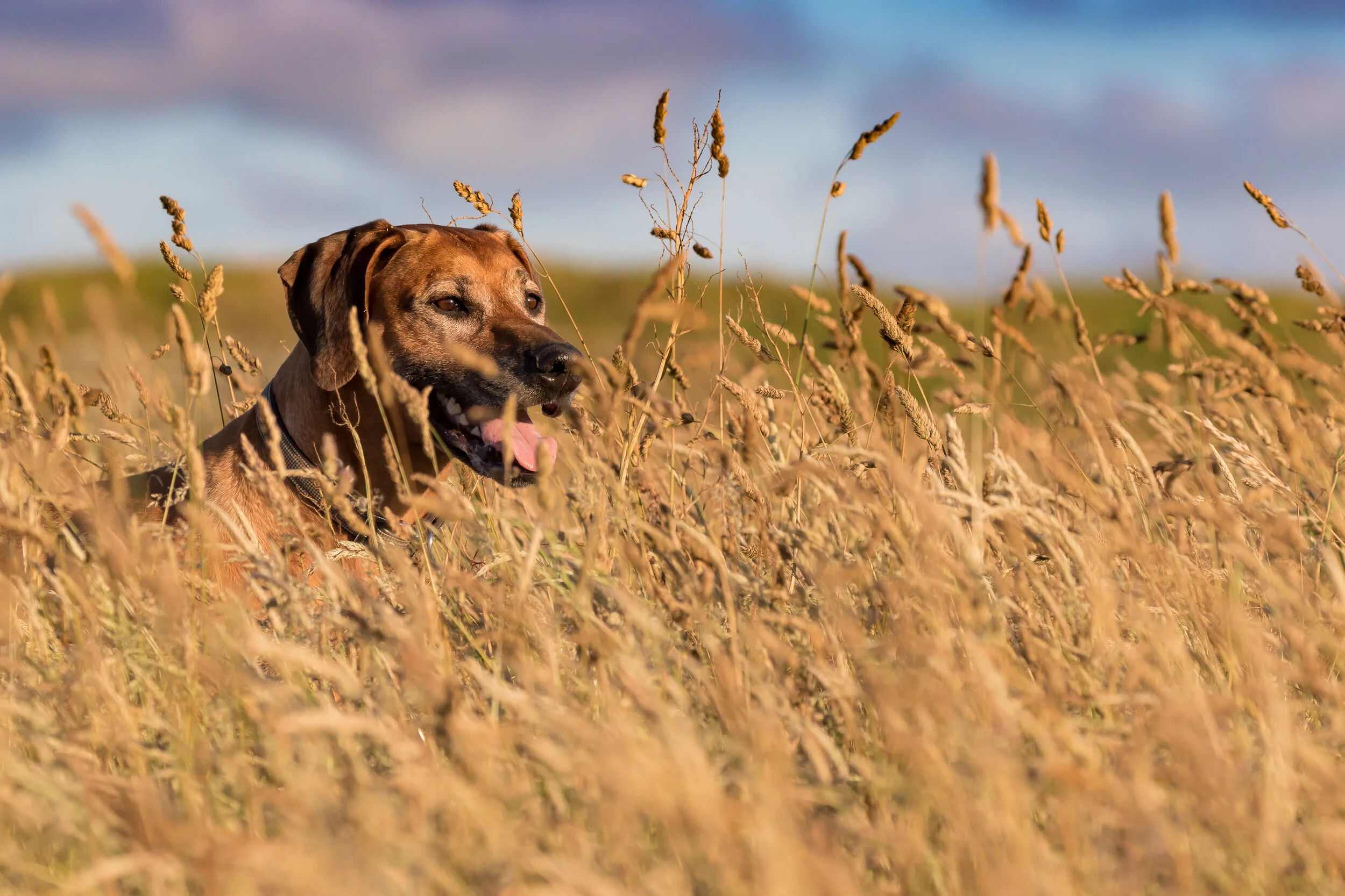 A brown dog with a black nose and open mouth, panting, standing in tall golden wheat grass in a field under a partly cloudy sky.