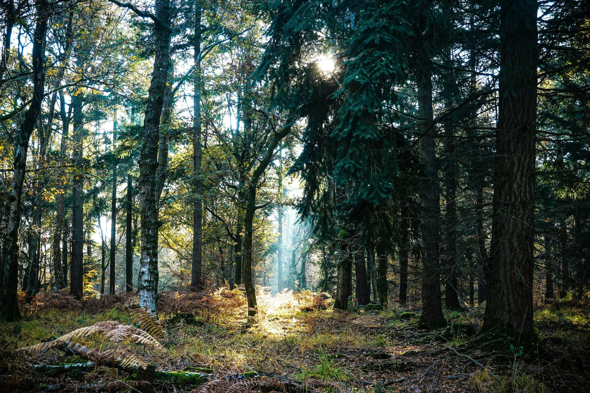Sunlight filters through a dense forest with tall trees and a mix of green and brown foliage, creating a bright, peaceful scene.