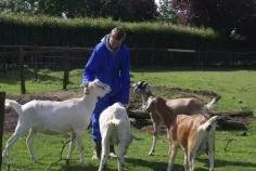 A person in a blue hoodie feeding goats outdoors in a fenced area.