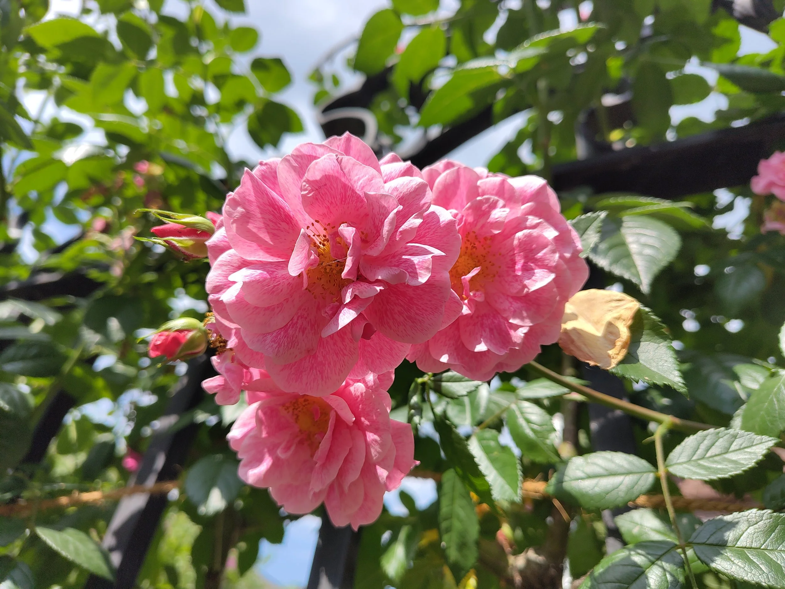 Mother’s Day Market @ Microfarm Gräfelfing