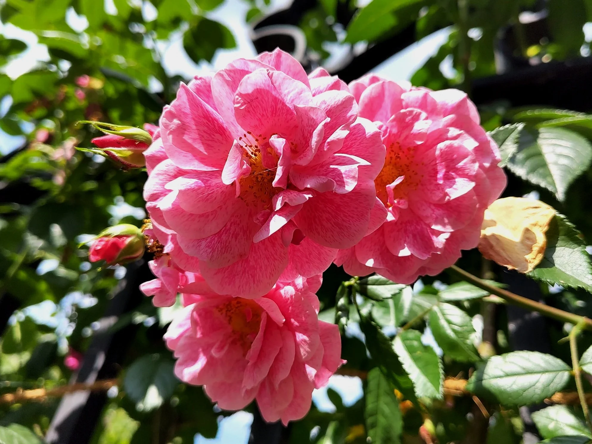 Frühlingsmarkt @ Mikrofarm Gräfelfing