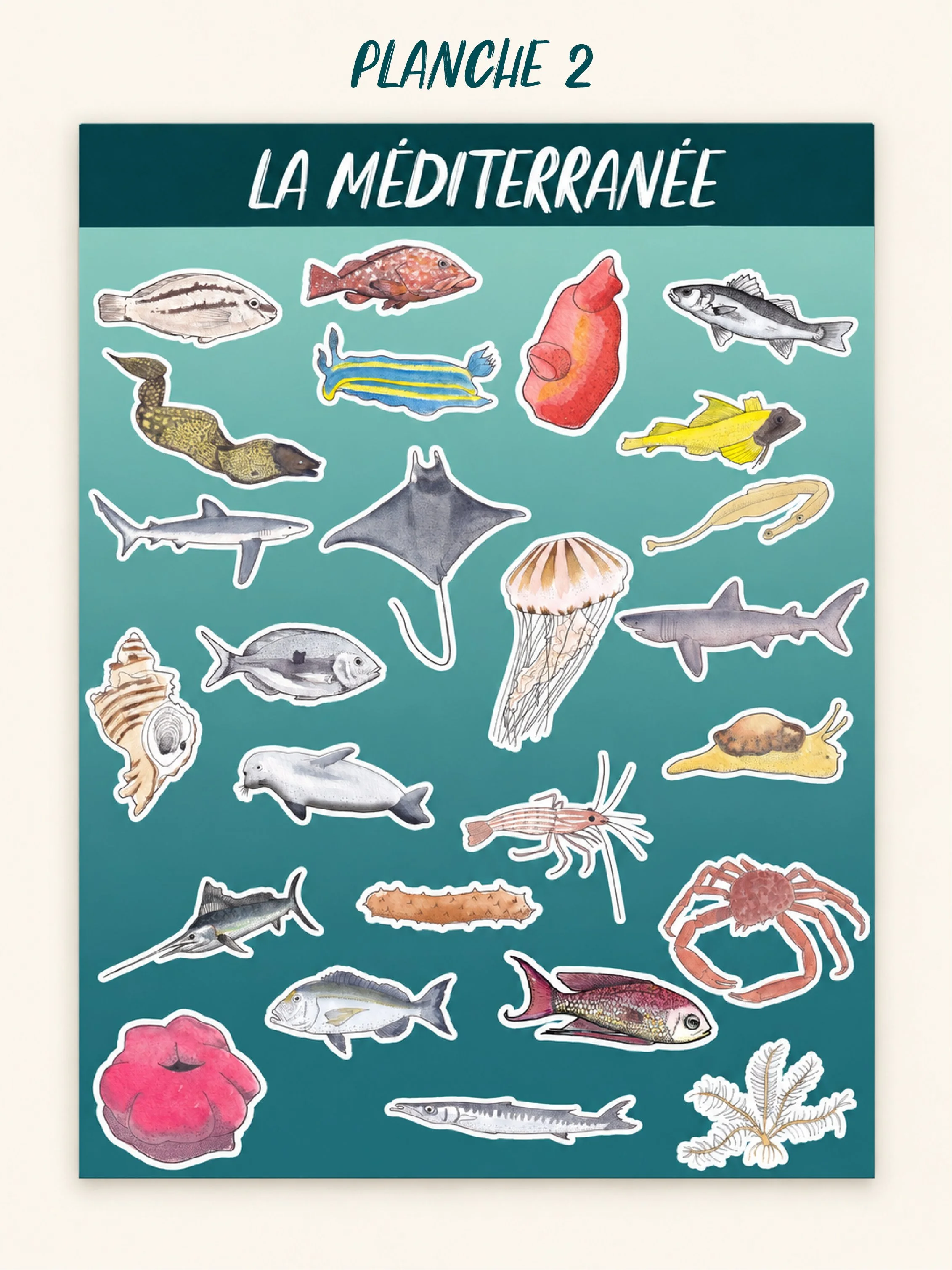 PLANCHESTICKERMEDITERRANEE2.jpg