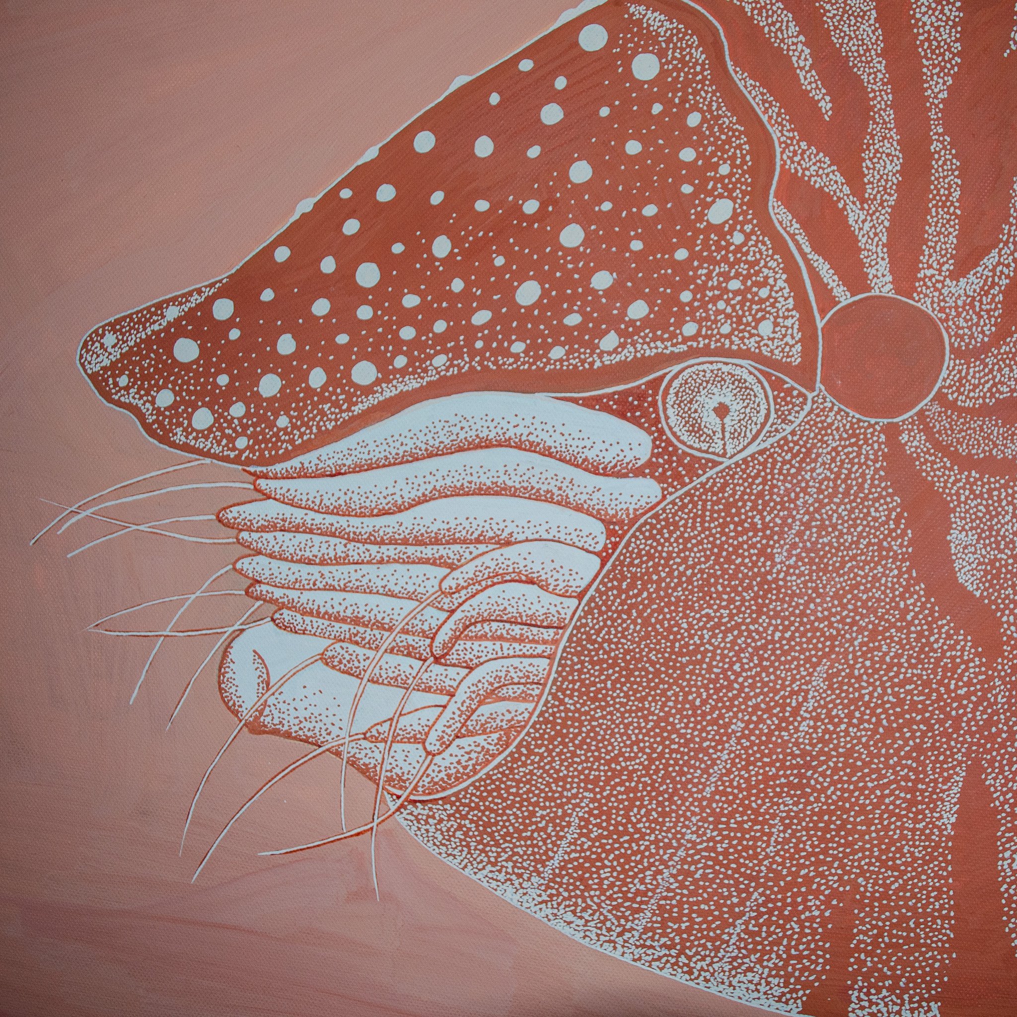 detail-1-corpus-marin-incrementa-nautile-dot-art-animaux-marins.jpg