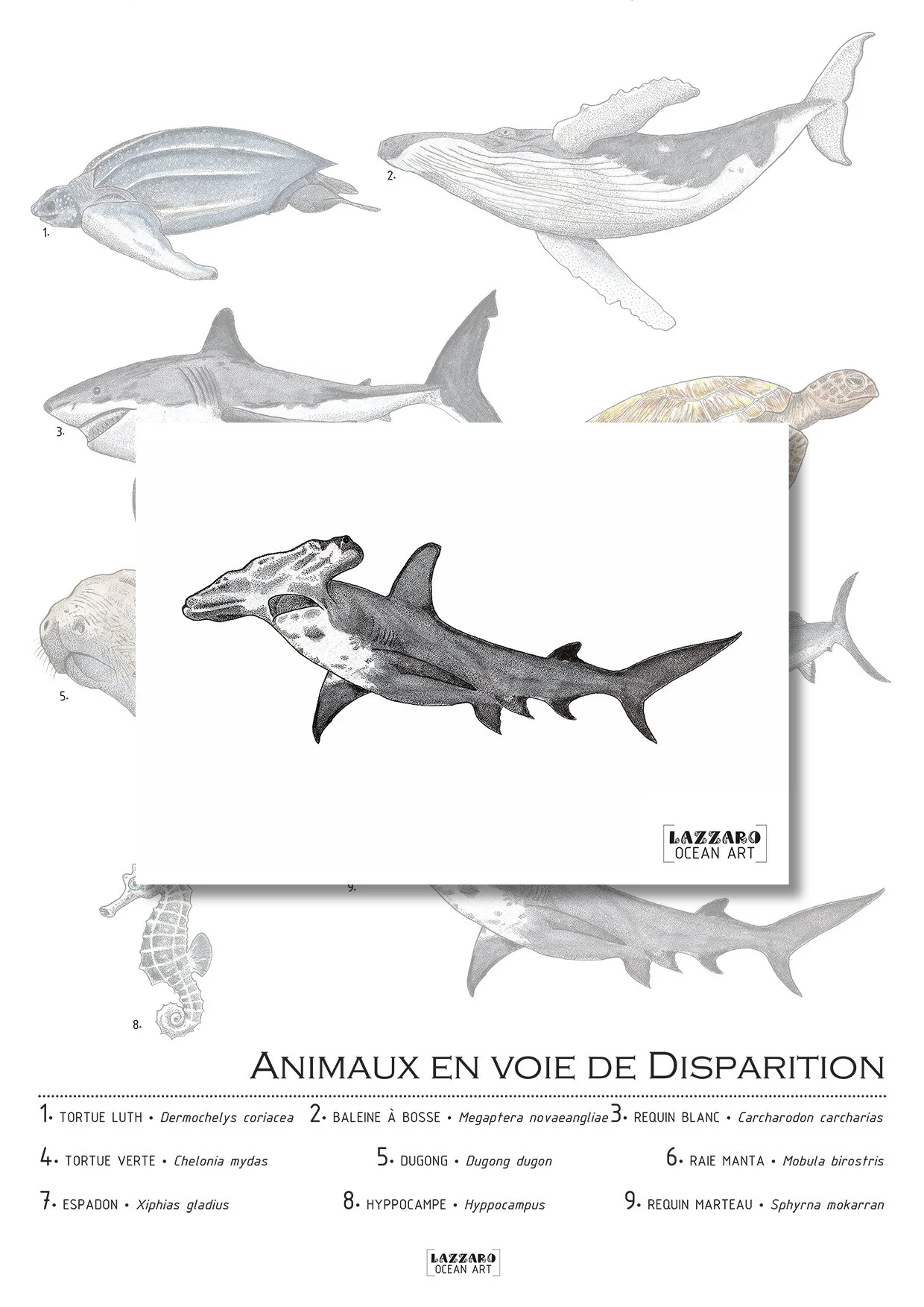 Carte-postale-requin-marteau-animaux-voie-disparition-aquarelle-stephanie-lazzaro.jpg