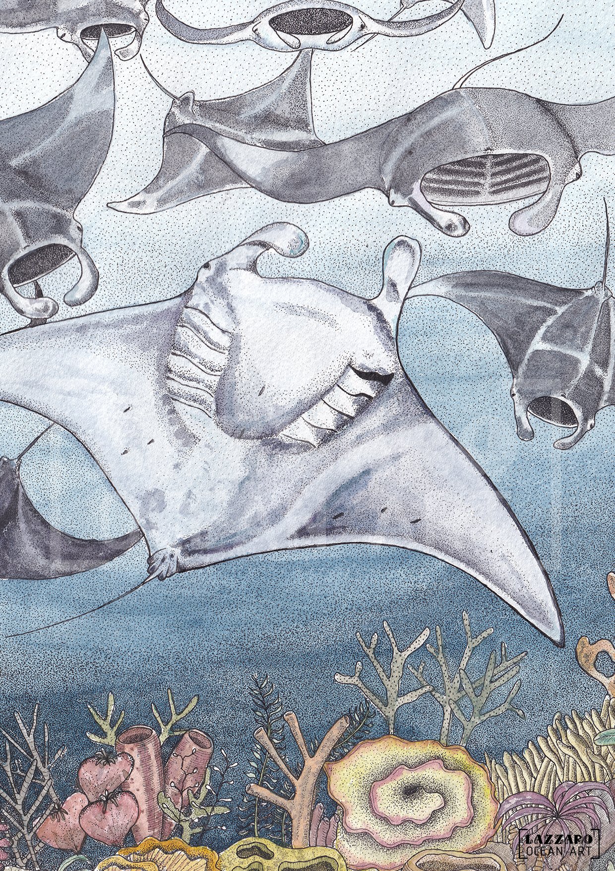 illustration-raie-manta-aquarelle-detail-stephanie-lazzaro.jpg.jpg