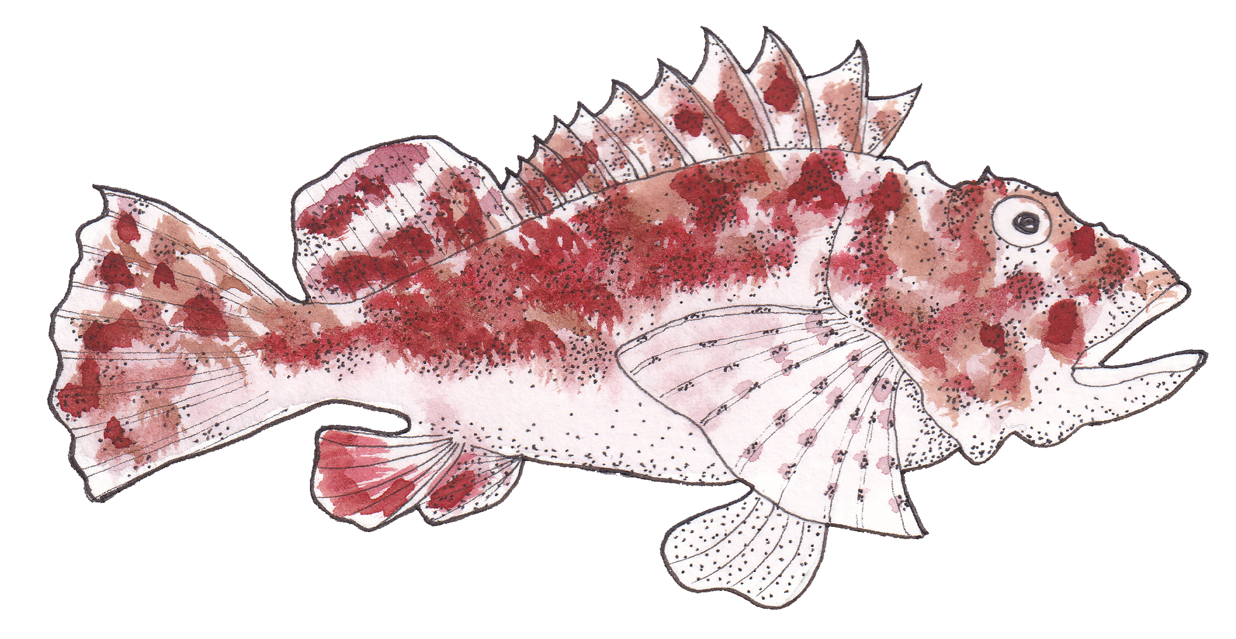 Une illustration d'un poisson coloré avec des taches rouges et brunes, nageant de côté.