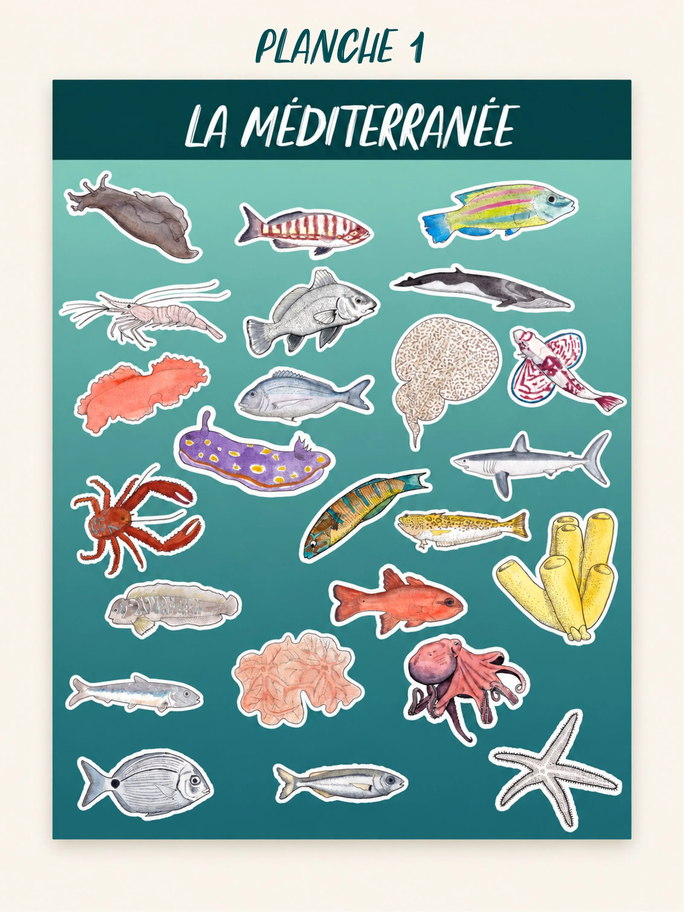 PLANCHESTICKERMEDITERRANEE.jpg