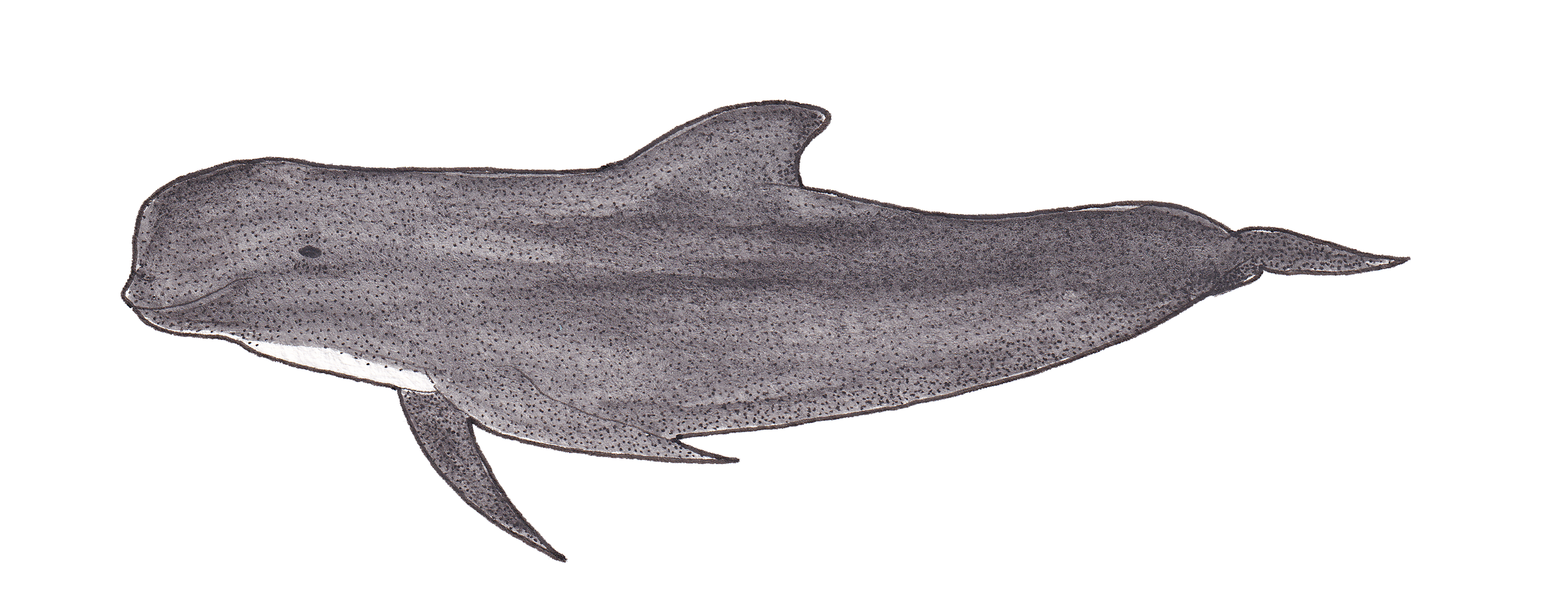Illustration d'une raie myliobatiforme stylisée