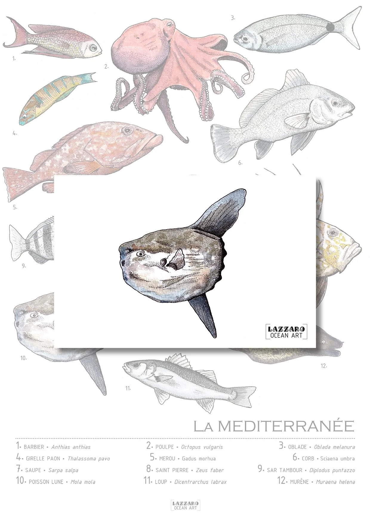 Carte-postale-poisson-lune-mediterranee-aquarelle-stephanie-lazzaro.jpg