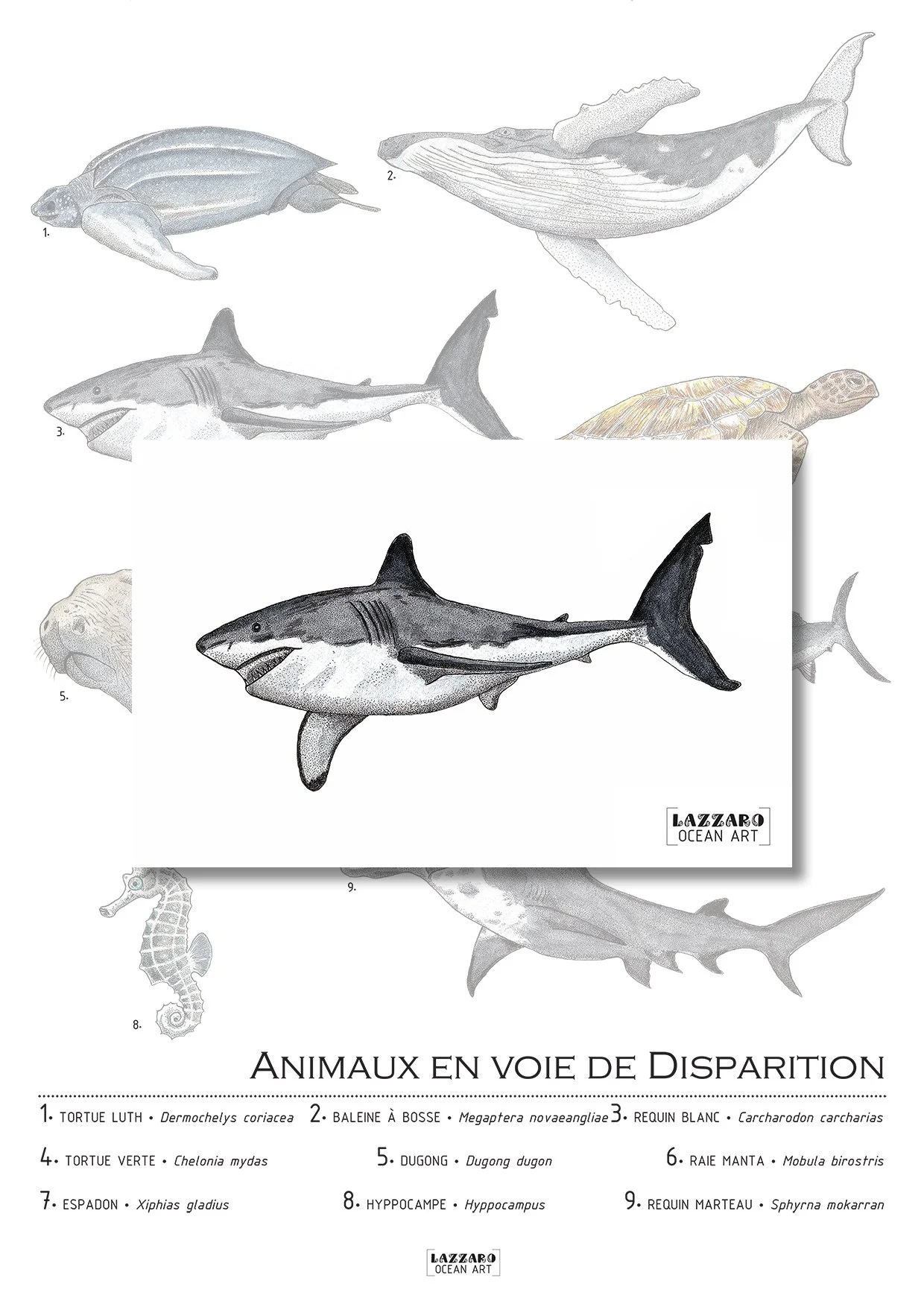 Carte-postale-requin-blanc-animaux-voie-disparition-aquarelle-stephanie-lazzaro.jpg