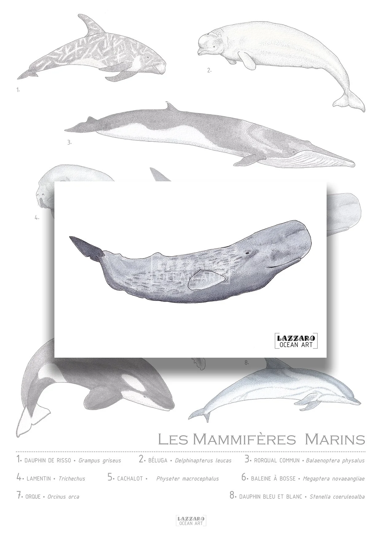 Carte-postale-cachalot-mammifere-marin-aquarelle-stephanie-lazzaro.jpg