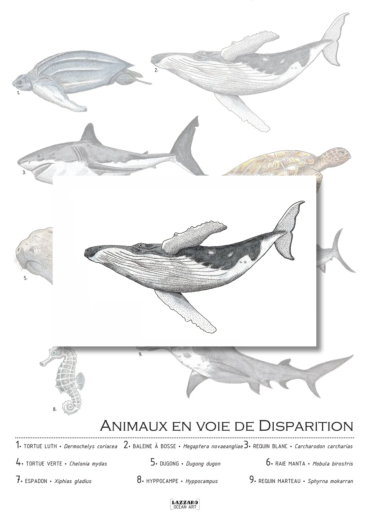 Carte-postale-baleine-a-bosse-animaux-voie-disparition-aquarelle-stephanie-lazzaro.jpg