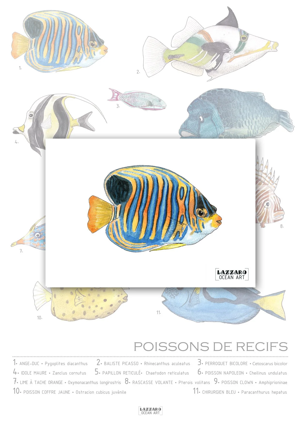Carte-postale-ange-duc-poisson-recifs-coraliens-aquarelle-stephanie-lazzaro.jpg
