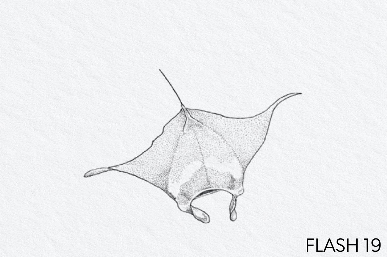 FLASH 019.jpg