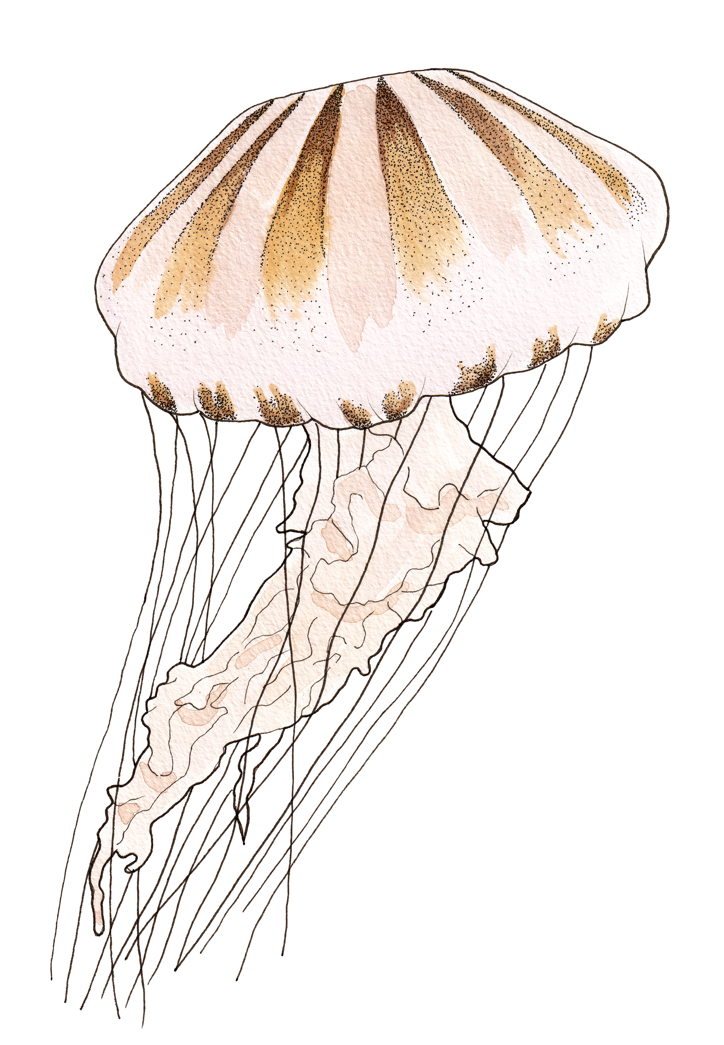 Une illustration artistique d'une méduse aux teintes pastel, avec un corps en forme de parapluie et des tentacules longilignes suspendues dessous.