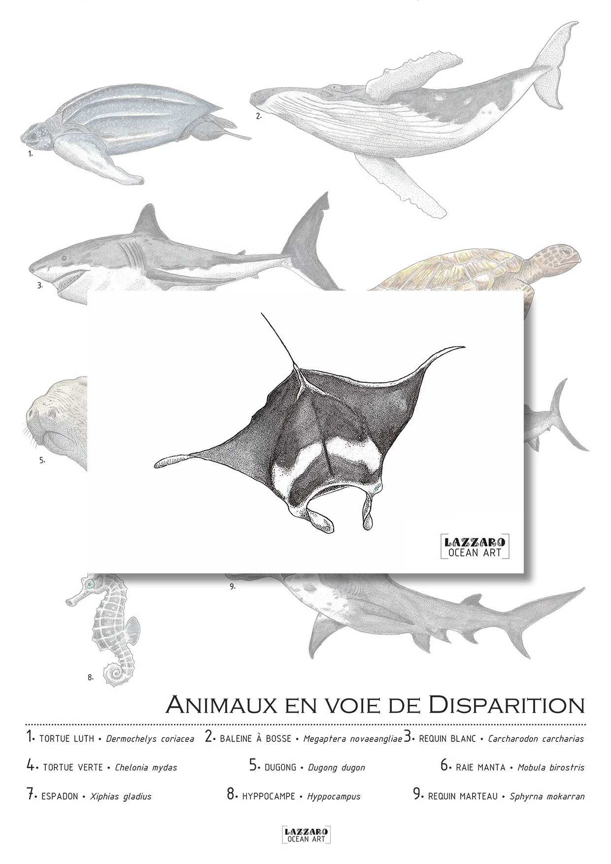 Carte-postale-raie-manta-animaux-voie-disparition-aquarelle-stephanie-lazzaro.jpg