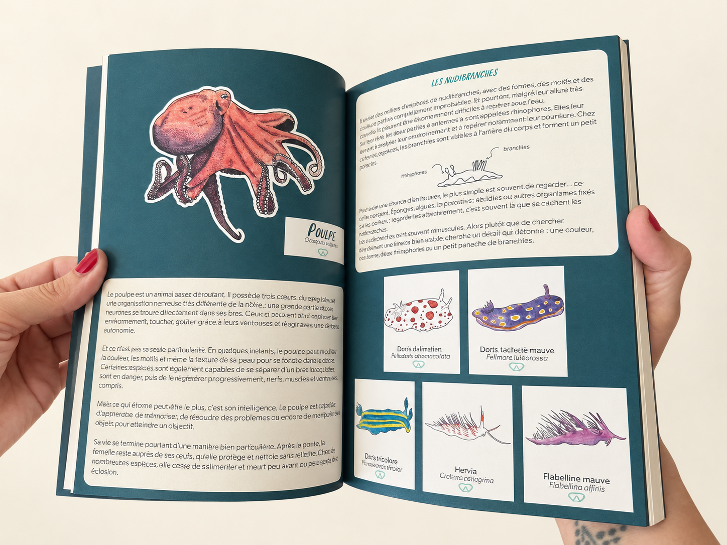 Carnet plongee - 100 especes - livre souple.png