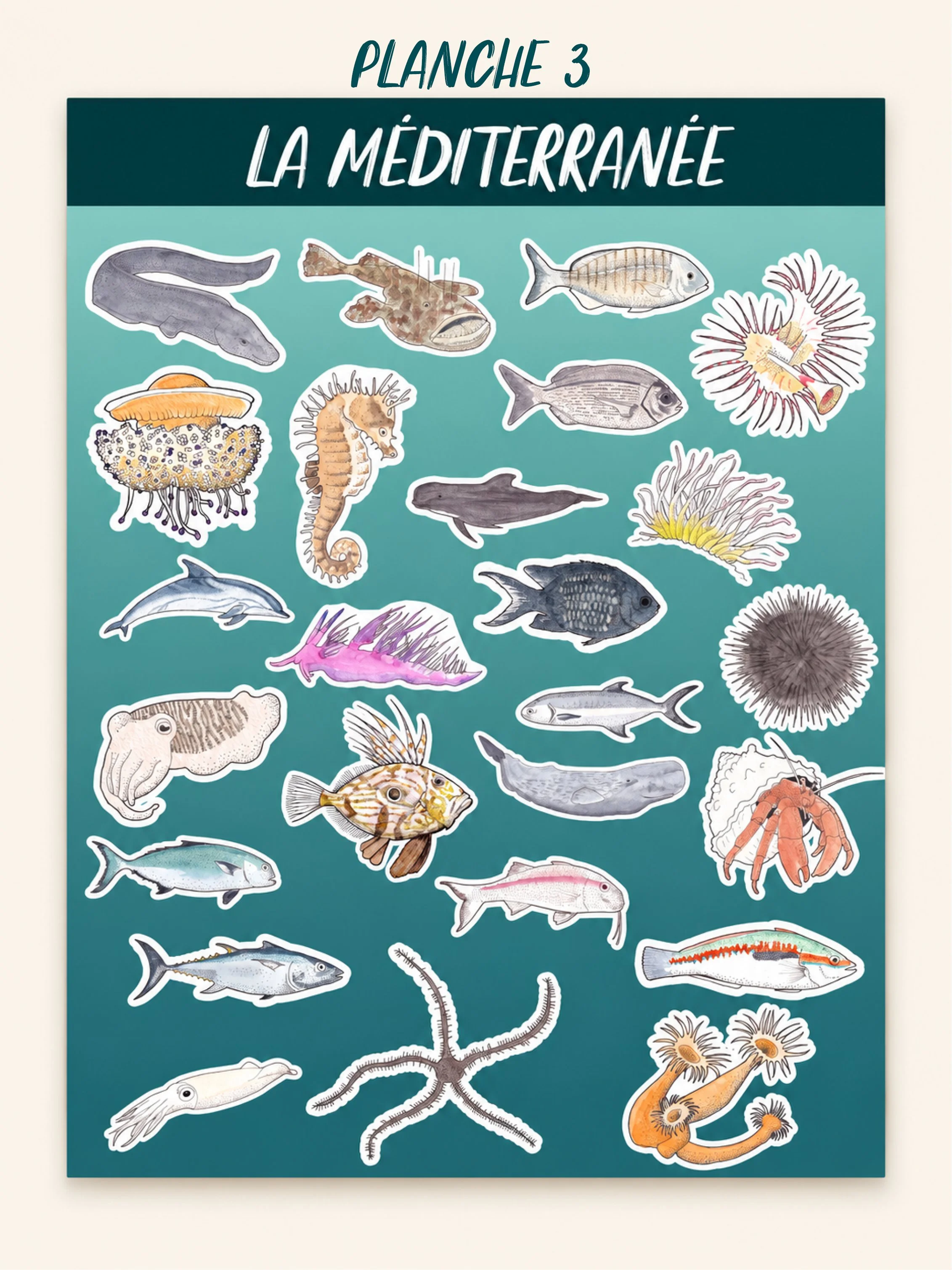 PLANCHESTICKERMEDITERRANEE3.jpg