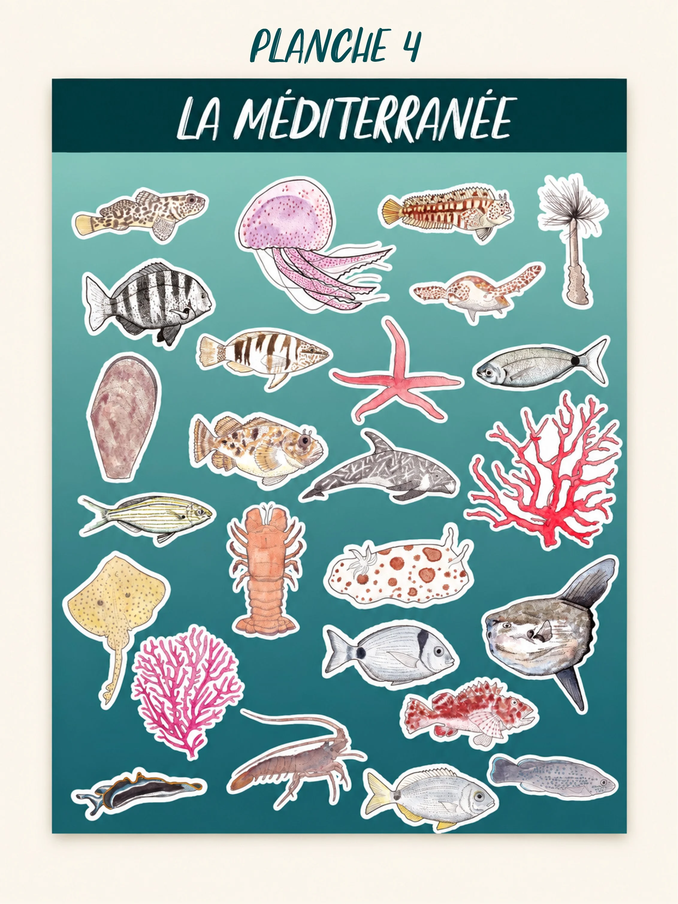 PLANCHESTICKERMEDITERRANEE4.jpg
