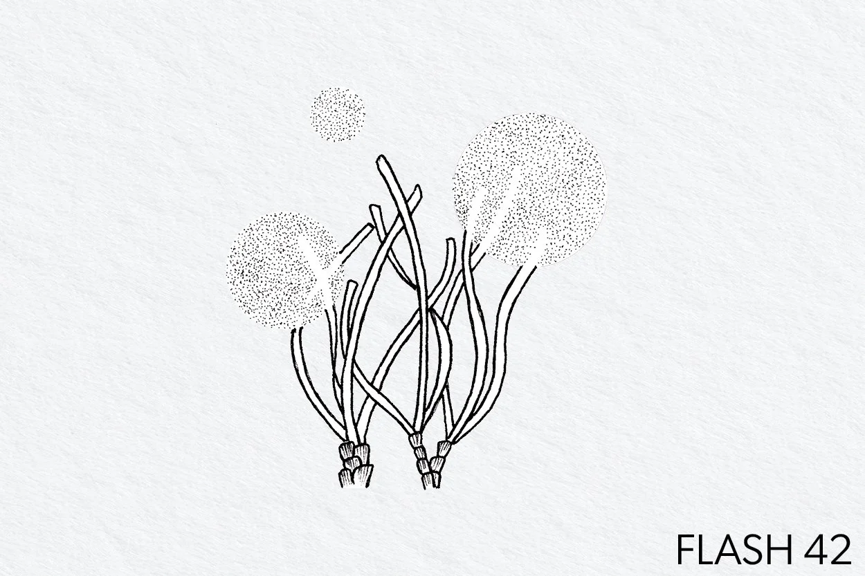 FLASH 042.jpg