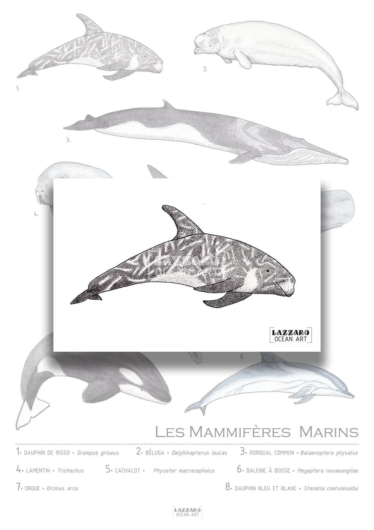 Cartes postales - Mammifères marins