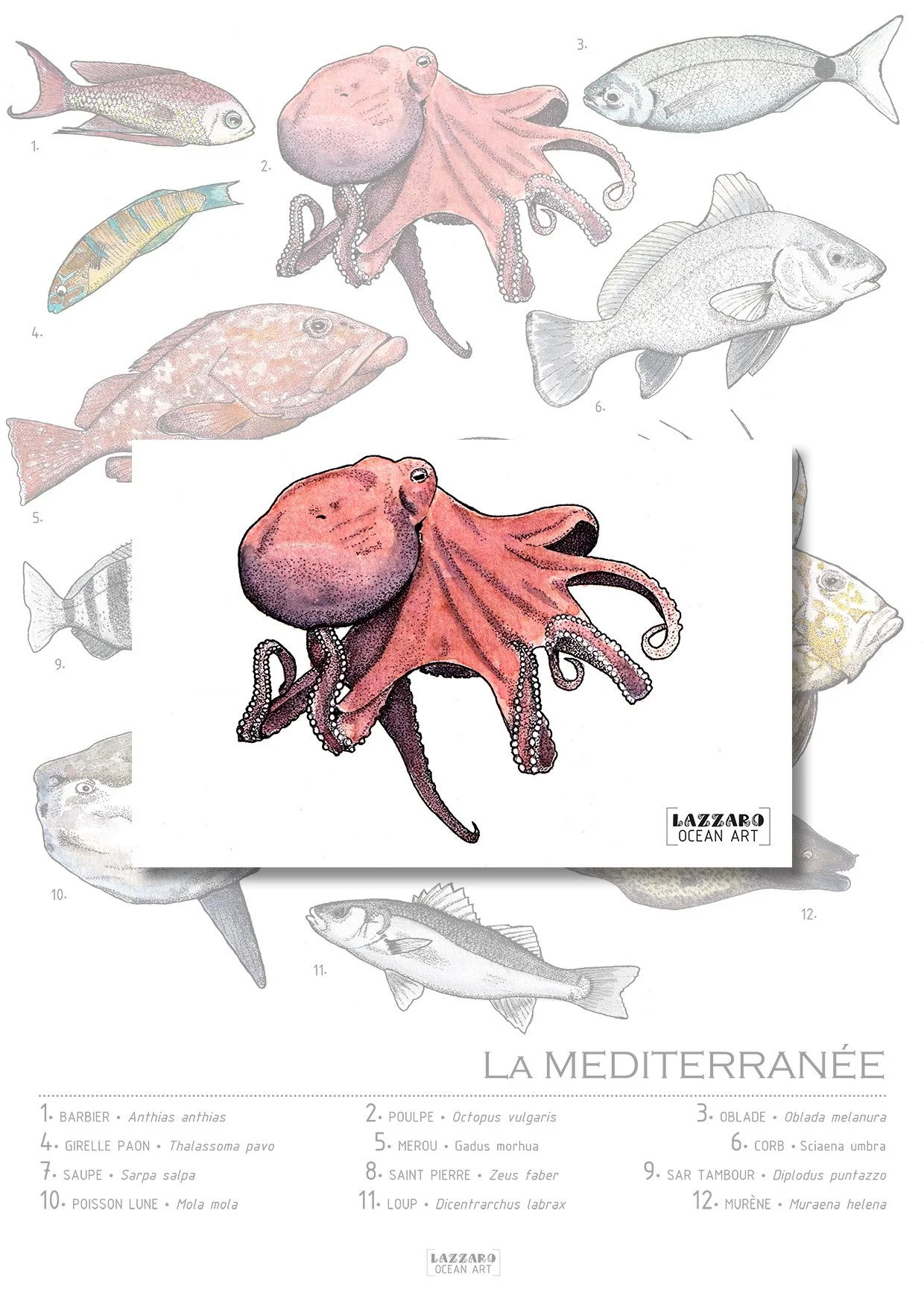 Cartes postales - La méditerranée