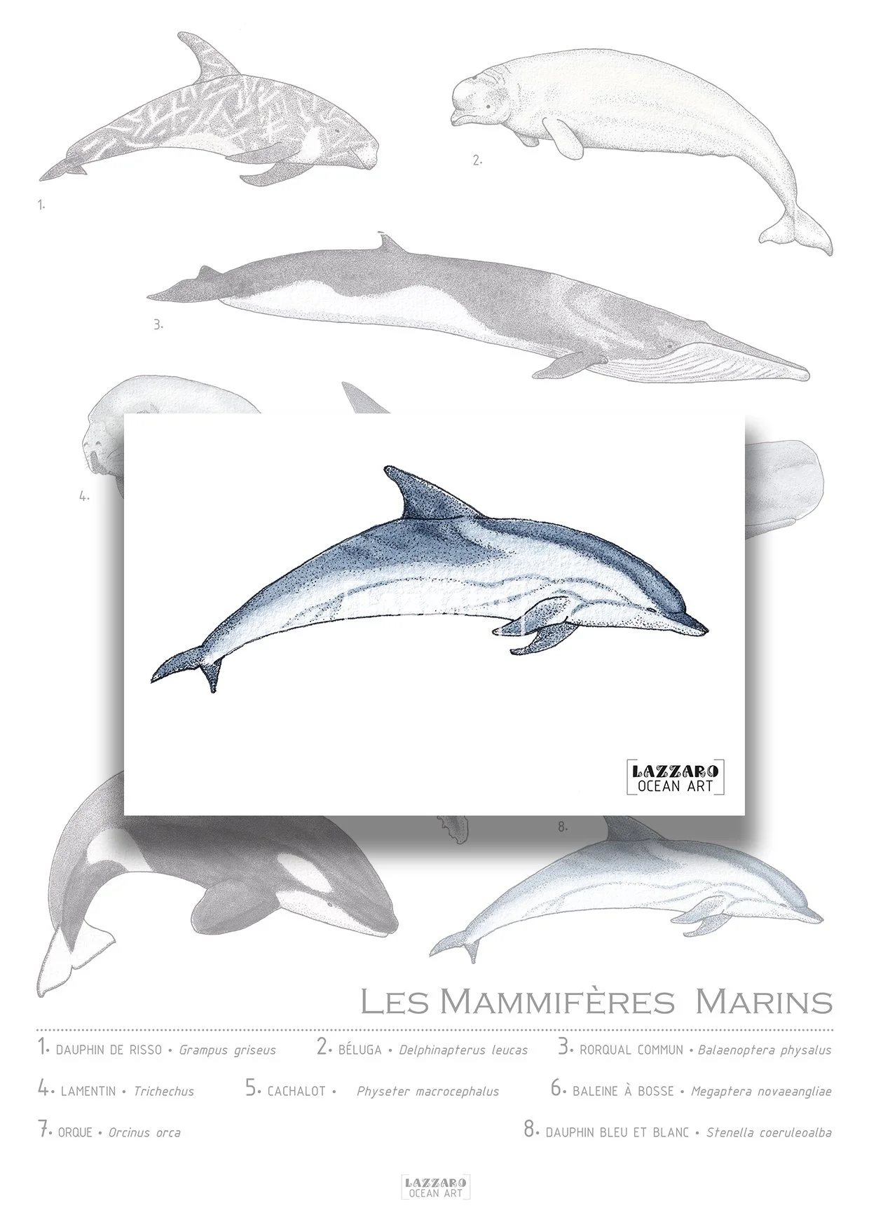 Carte-postale-dauphin-bleu-et-blanc-mammifere-marin-aquarelle-stephanie-lazzaro.jpg
