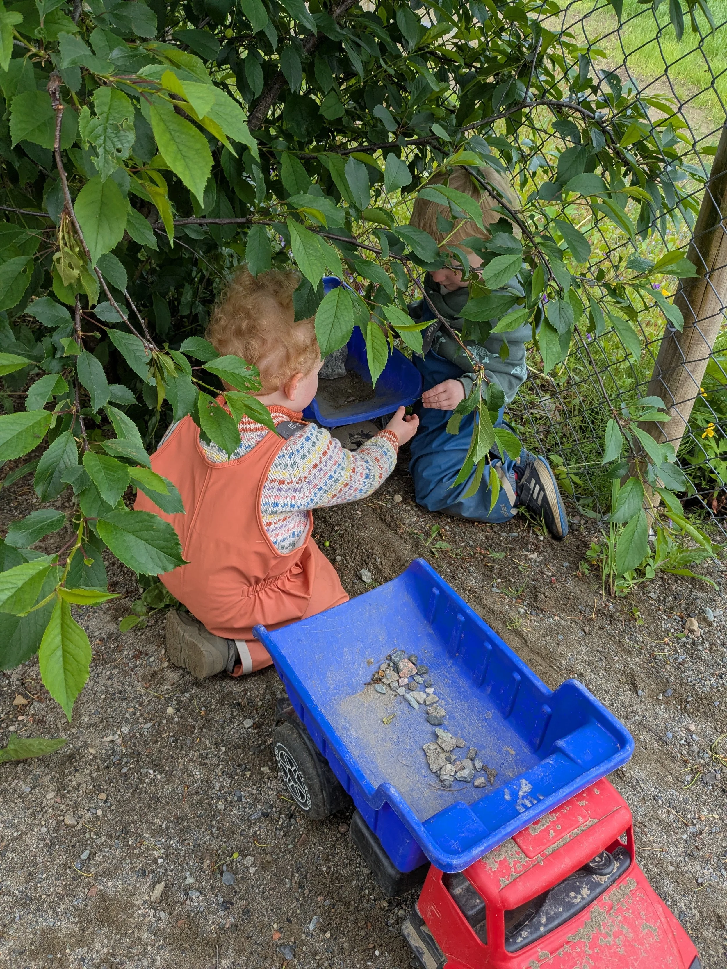 Kirsebær med en venn. 