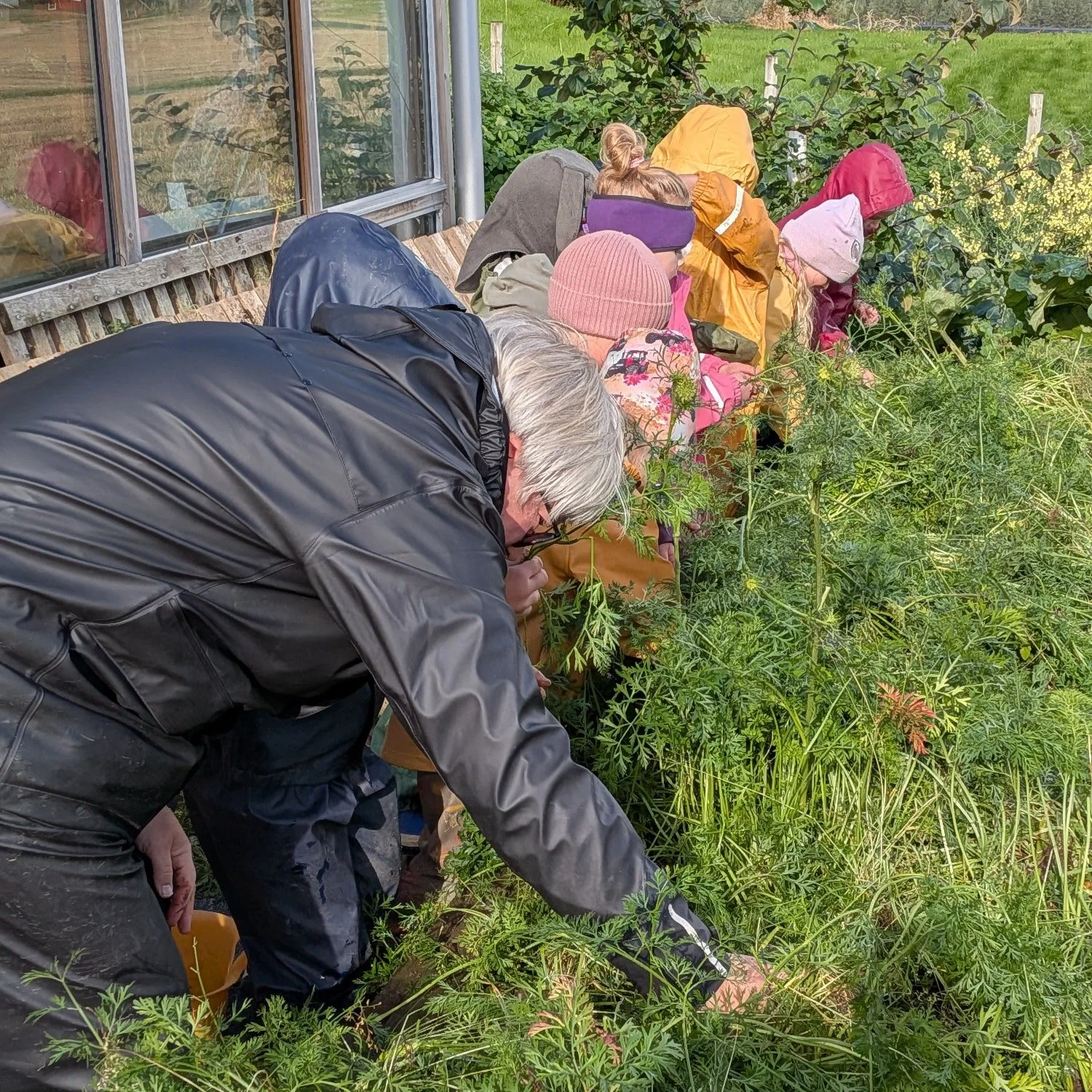 Den tiden av &aring;ret ☔ 🥦🥔🥕🧅🥒🍅 s&aring; spennende &aring; se hva som har grodd under jorda! Gr&oslash;nnsakshage, drivhus og frukthage - en veldig fin hel&aring;rsaktivitet som vi har drevet med siden oppstarten ☀️ litt forskjellig fangst hve