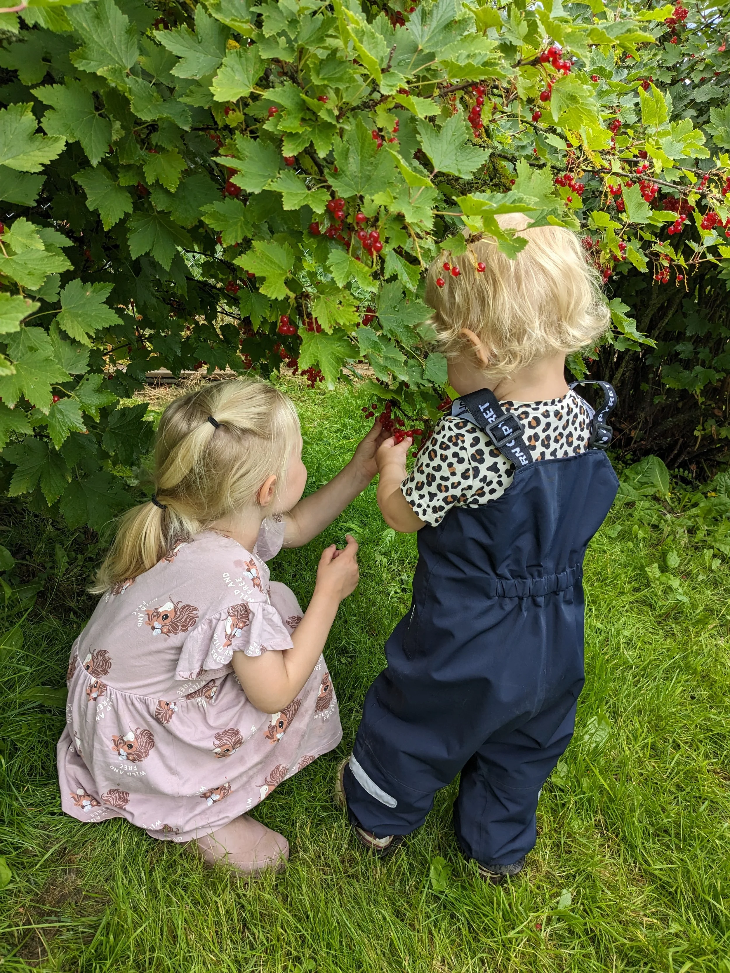 Vi har masse rips i barnehagen. 