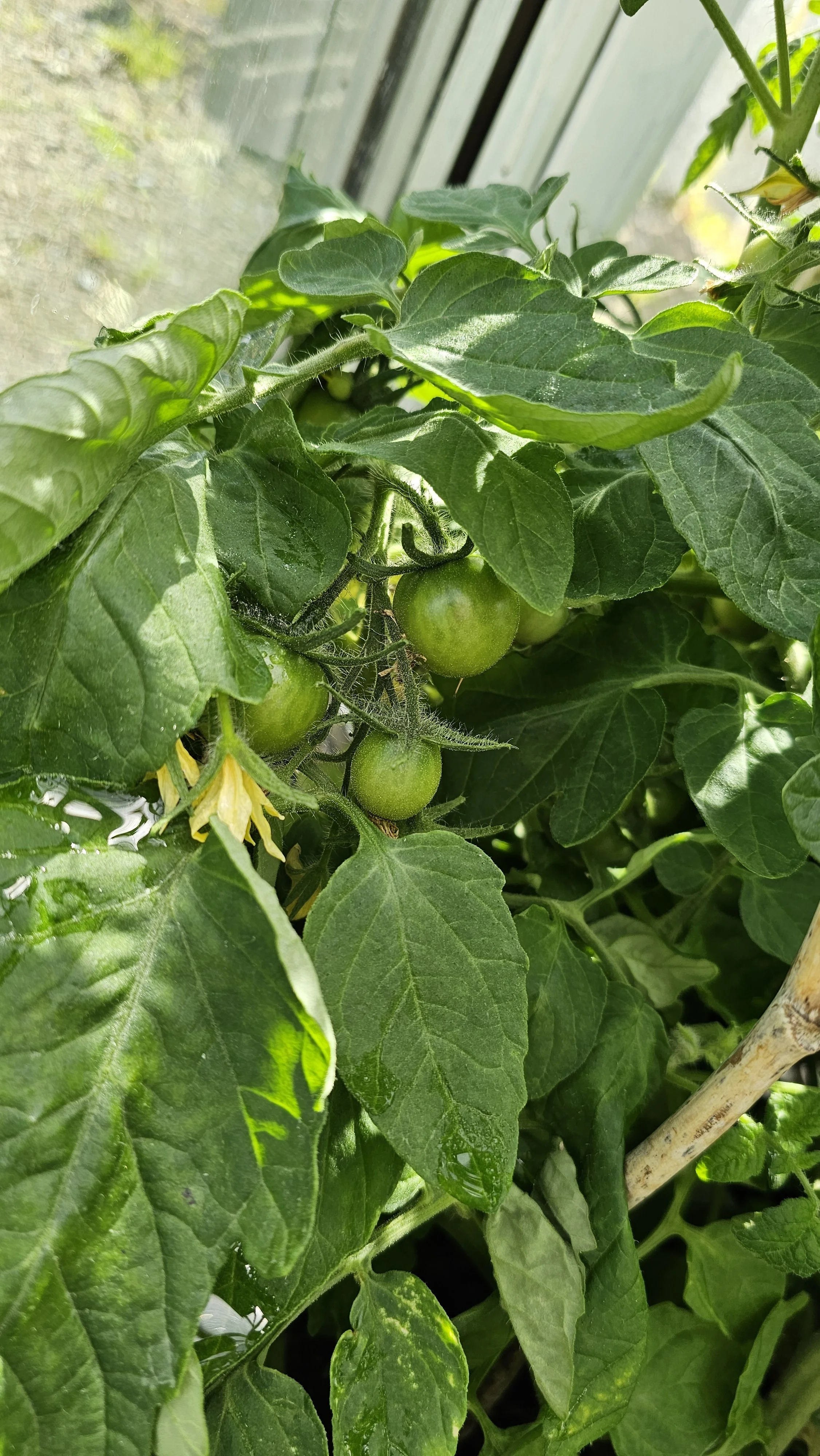 Tomater i drivhuset vårt. 